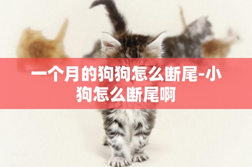 一個月的狗狗怎么斷尾-小狗怎么斷尾啊
