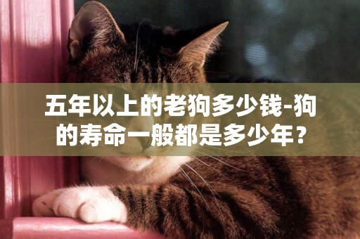 五年以上的老狗多少錢-狗的壽命一般都是多少年？