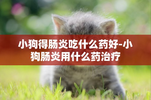 小狗得腸炎吃什么藥好-小狗腸炎用什么藥治療