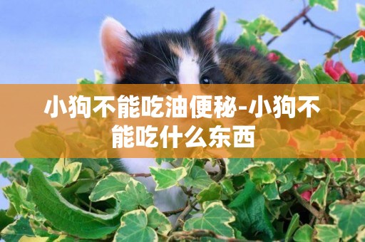 小狗不能吃油便秘-小狗不能吃什么東西