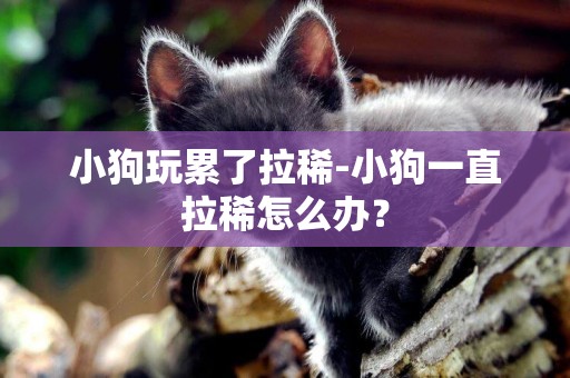小狗玩累了拉稀-小狗一直拉稀怎么辦？