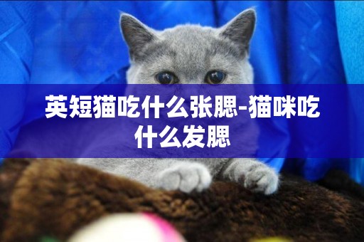 英短貓吃什么張腮-貓咪吃什么發腮