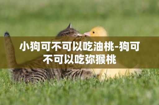 小狗可不可以吃油桃-狗可不可以吃彌猴桃
