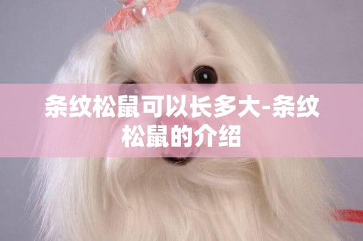 條紋松鼠可以長多大-條紋松鼠的介紹