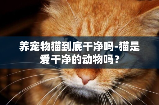 養寵物貓到底干凈嗎-貓是愛干凈的動物嗎？