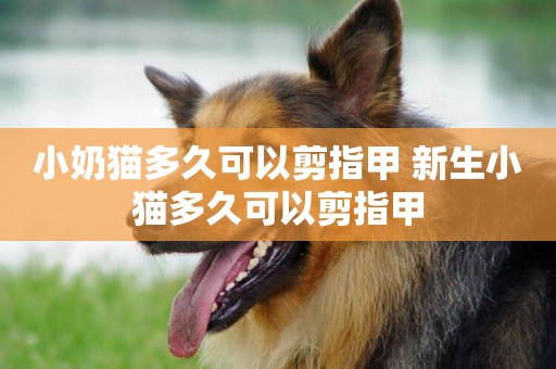 小奶貓多久可以剪指甲 新生小貓多久可以剪指甲