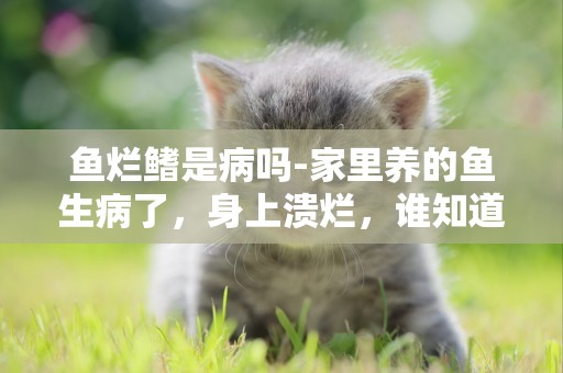 魚爛鰭是病嗎-家里養的魚生病了，身上潰爛，誰知道是什么病？