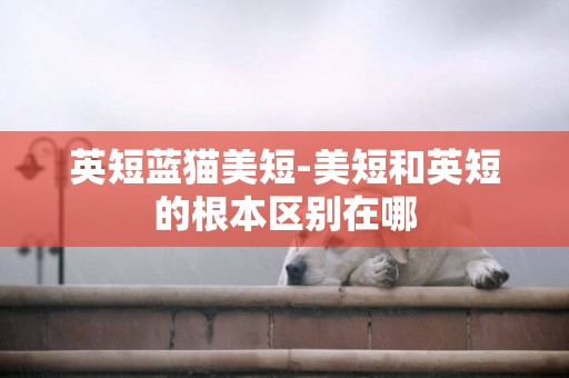 英短藍貓美短-美短和英短的根本區別在哪