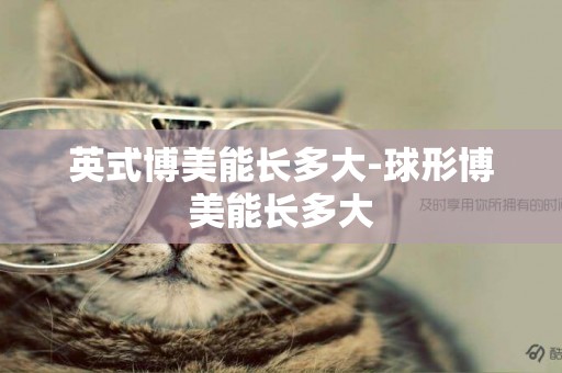 英式博美能長多大-球形博美能長多大