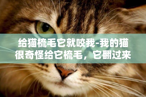 給貓梳毛它就咬我-我的貓很奇怪給它梳毛，它翻過來我梳它肚子它卻要抓我，真搞不懂它的意思。