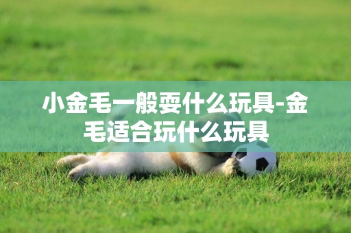 小金毛一般耍什么玩具-金毛適合玩什么玩具