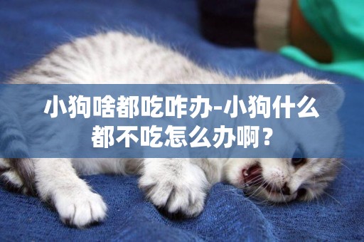 小狗啥都吃咋辦-小狗什么都不吃怎么辦啊？