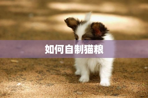 如何自制貓糧