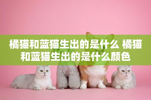 橘貓和藍貓生出的是什么 橘貓和藍貓生出的是什么顏色