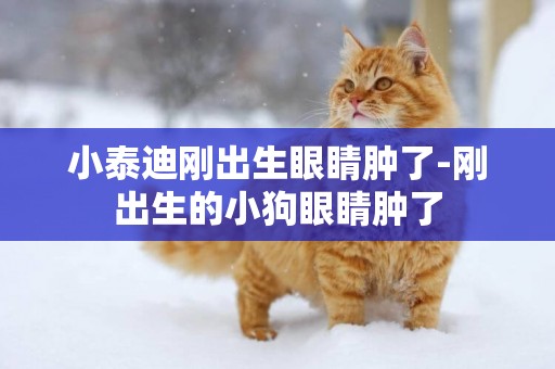 小泰迪剛出生眼睛腫了-剛出生的小狗眼睛腫了