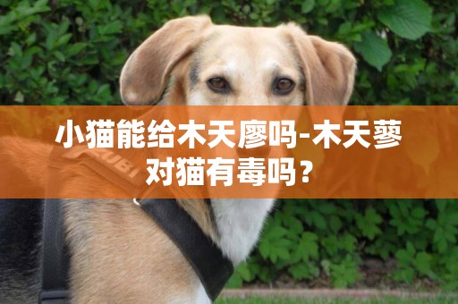 小貓能給木天廖嗎-木天蓼對貓有毒嗎？