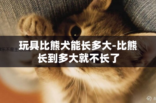 玩具比熊犬能長多大-比熊長到多大就不長了