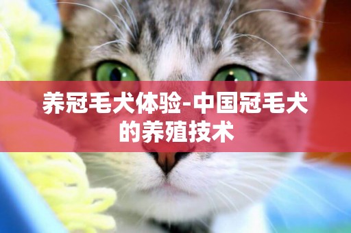 養冠毛犬體驗-中國冠毛犬的養殖技術