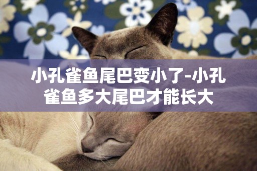 小孔雀魚尾巴變小了-小孔雀魚多大尾巴才能長大