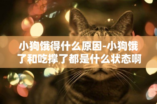 小狗餓得什么原因-小狗餓了和吃撐了都是什么狀態啊
