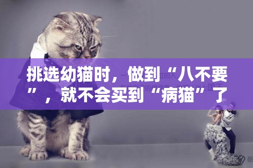 挑選幼貓時，做到“八不要”，就不會買到“病貓”了 