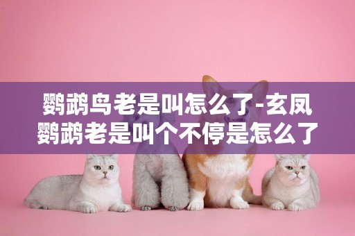 鸚鵡鳥老是叫怎么了-玄鳳鸚鵡老是叫個不停是怎么了