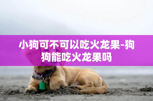 小狗可不可以吃火龍果-狗狗能吃火龍果嗎