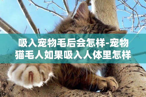 吸入寵物毛后會怎樣-寵物貓毛人如果吸入人體里怎樣辦
