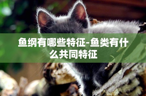 魚綱有哪些特征-魚類有什么共同特征