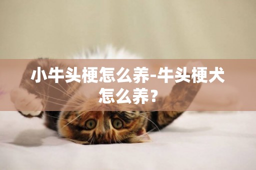 小牛頭梗怎么養-牛頭梗犬怎么養？