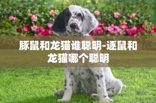 豚鼠和龍貓誰聰明-逐鼠和龍貓哪個聰明