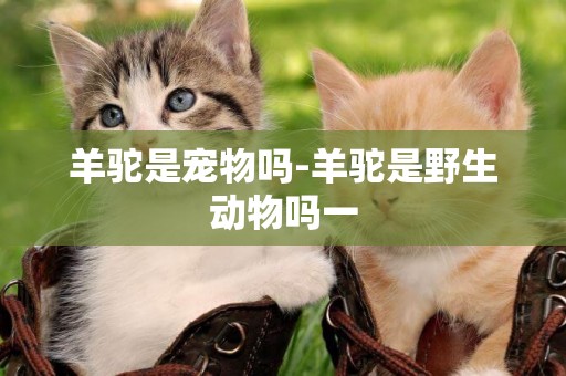 羊駝是寵物嗎-羊駝是野生動物嗎一