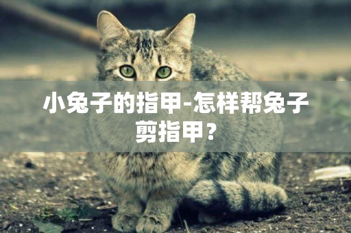 小兔子的指甲-怎樣幫兔子剪指甲？