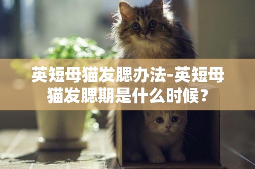 英短母貓發腮辦法-英短母貓發腮期是什么時候？