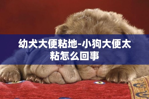 幼犬大便粘地-小狗大便太粘怎么回事