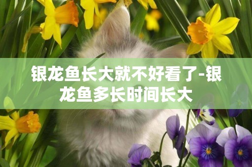 銀龍魚長大就不好看了-銀龍魚多長時間長大