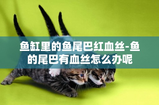 魚缸里的魚尾巴紅血絲-魚的尾巴有血絲怎么辦呢