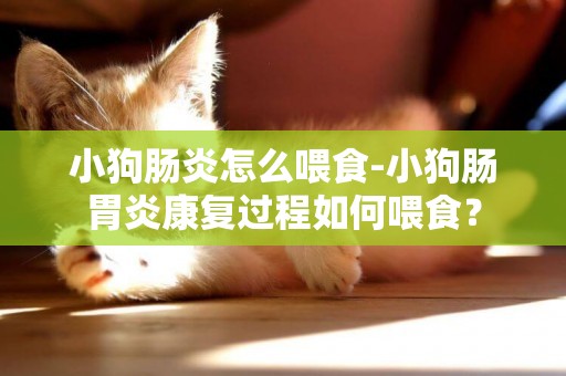 小狗腸炎怎么喂食-小狗腸胃炎康復過程如何喂食？
