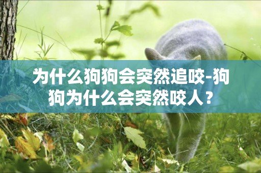為什么狗狗會突然追咬-狗狗為什么會突然咬人？
