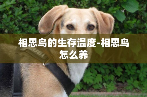 相思鳥的生存溫度-相思鳥怎么養
