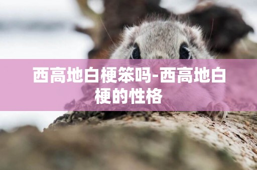 西高地白梗笨嗎-西高地白梗的性格
