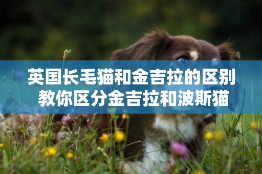 英國長毛貓和金吉拉的區別 教你區分金吉拉和波斯貓