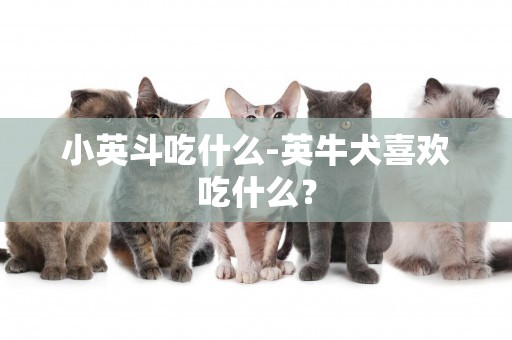 小英斗吃什么-英牛犬喜歡吃什么？