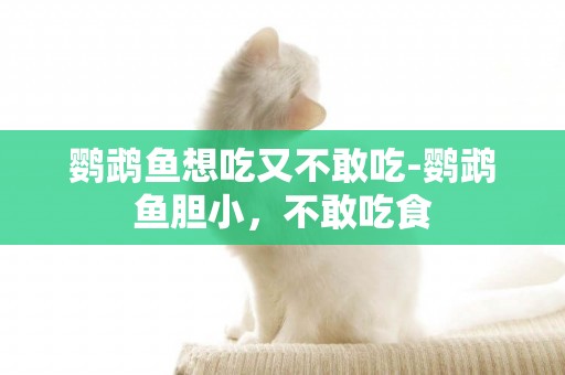 鸚鵡魚想吃又不敢吃-鸚鵡魚膽小，不敢吃食