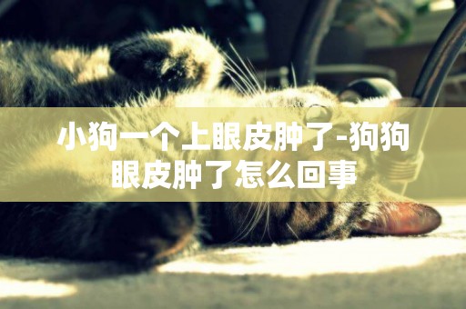 小狗一個上眼皮腫了-狗狗眼皮腫了怎么回事