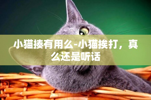小貓揍有用么-小貓挨打，真么還是聽話