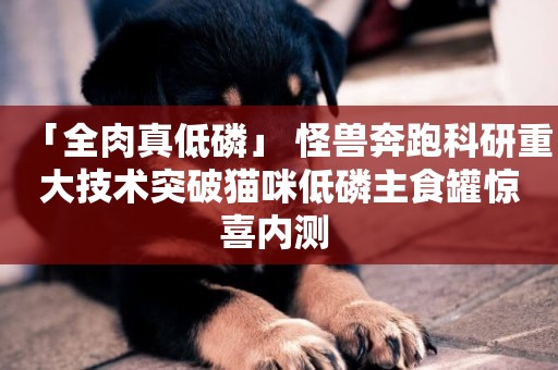 「全肉真低磷」 怪獸奔跑科研重大技術突破貓咪低磷主食罐驚喜內測 