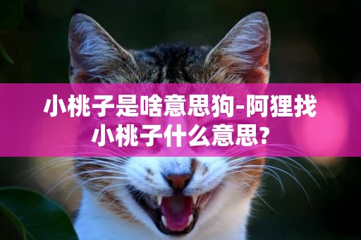 小桃子是啥意思狗-阿貍找小桃子什么意思?
