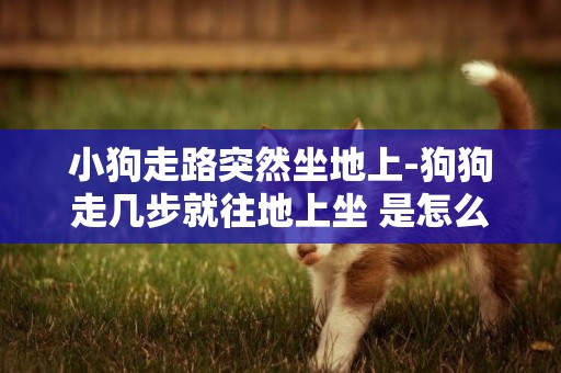小狗走路突然坐地上-狗狗走幾步就往地上坐 是怎么回事