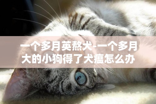 一個多月英熬犬-一個多月大的小狗得了犬瘟怎么辦